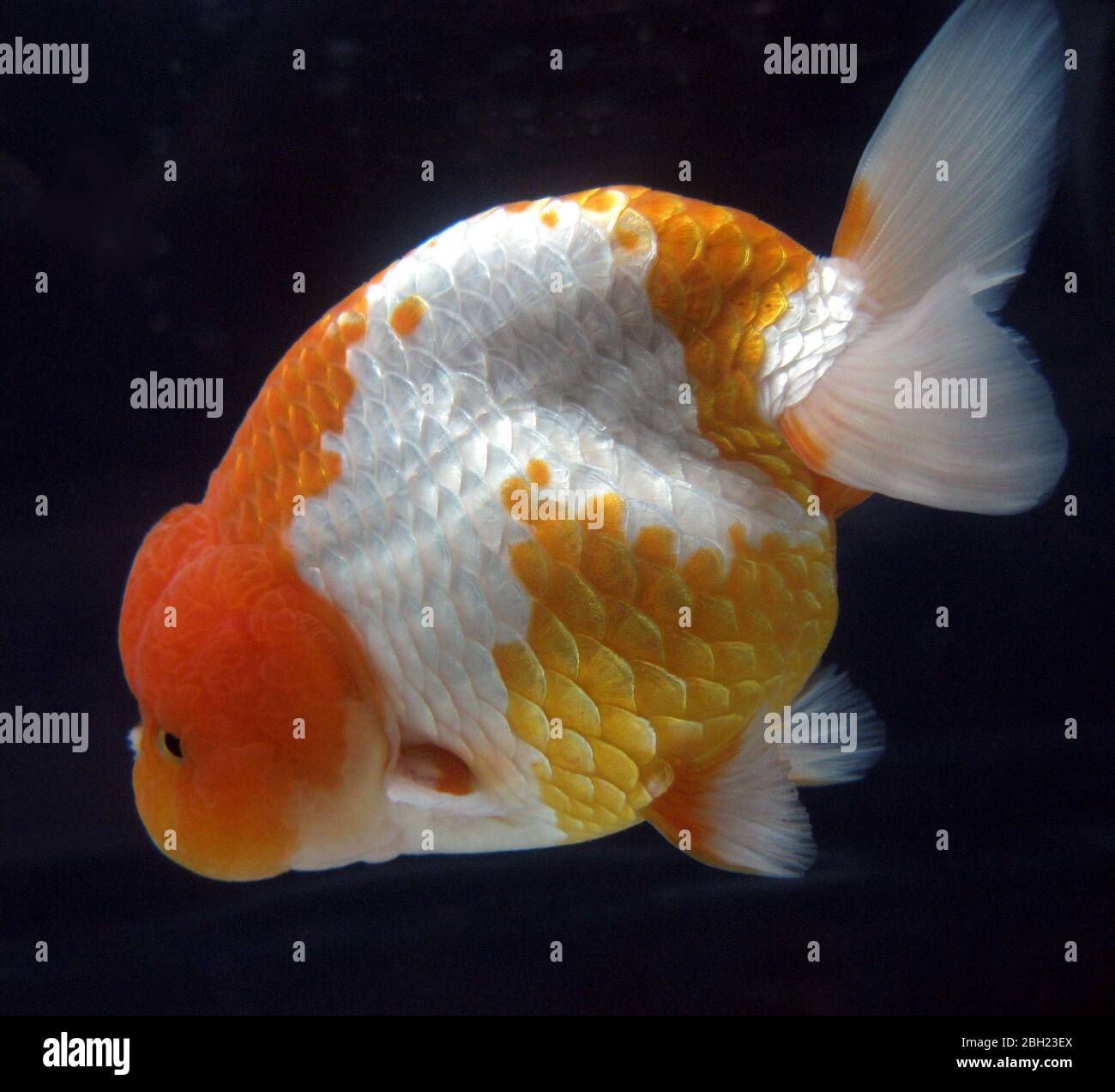 Lionhead goldfish carassius auratus Fotos und Bildmaterial in hoher