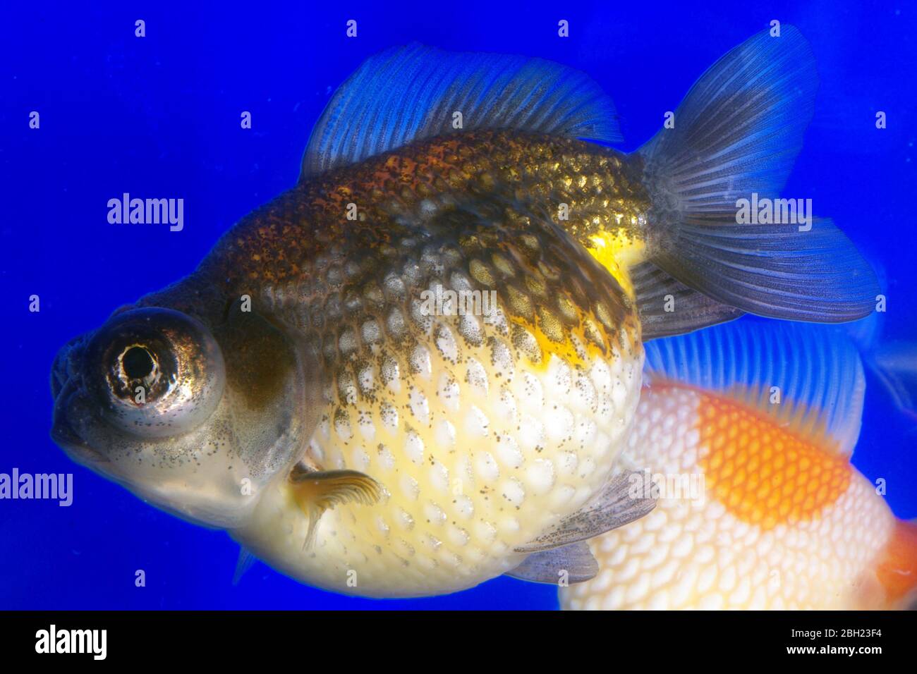 Goldfisch mit Perlwaage, Carassius auratus Stockfoto