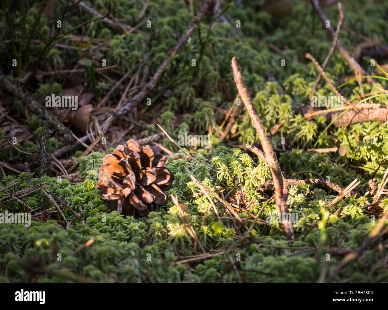 Deutschland, Bayern, Nahaufnahme von Kiefernkegel auf Moos im Oberpfälzer Wald Stockfoto