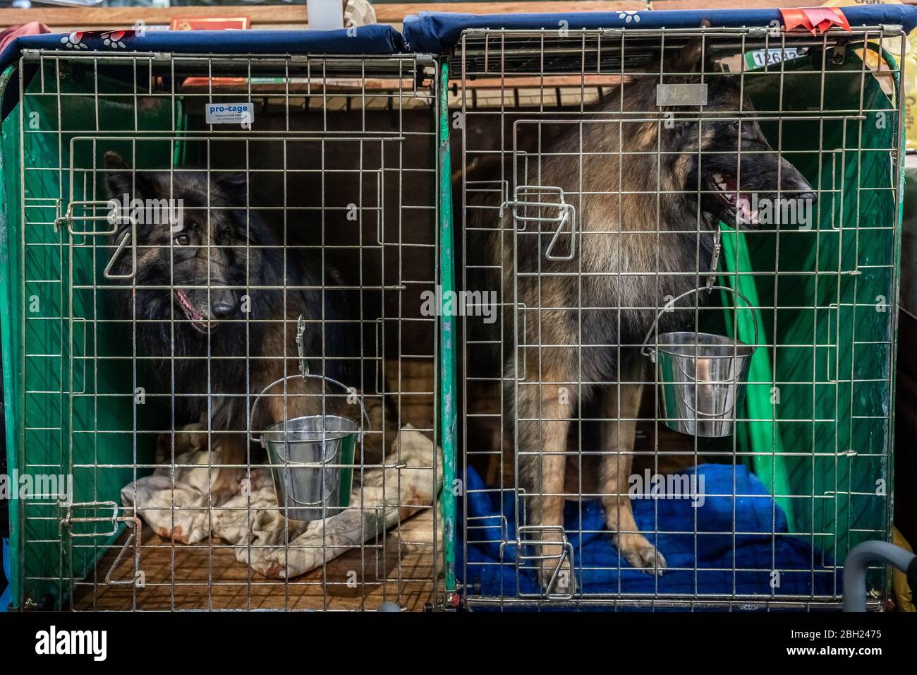Crufts 2020: Tag 3 der Crufts Hundeausstellung im NEC in Birmingham, UK. Stockfoto