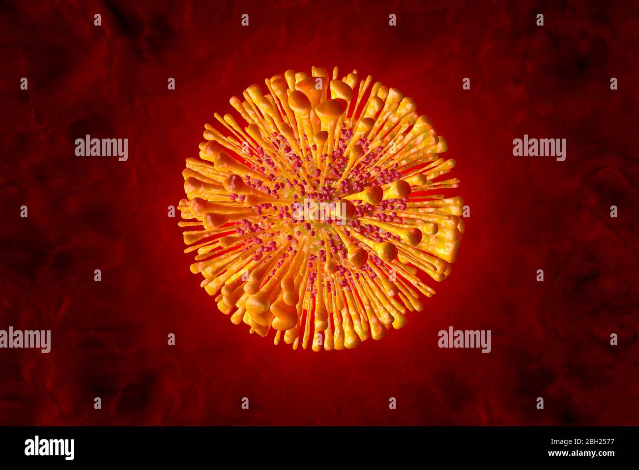 3D-Darstellung einer anatomisch korrekten Interpretation des COVID19-Virus, auch bekannt als Corona-Virus Stockfoto