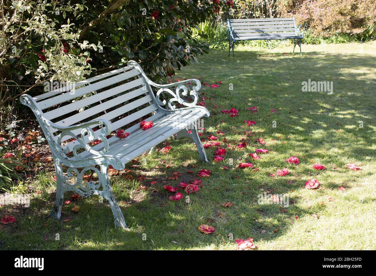 Bemalte Gartenbank im Garten mit Kamelien Stockfoto