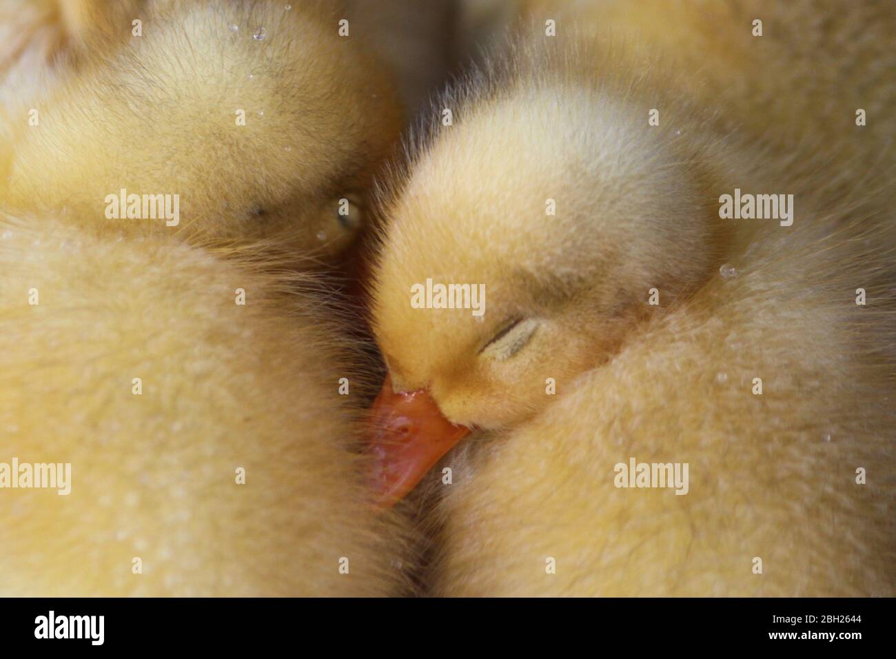 Süße gelbe weiße Enten schlafen zusammen Stockfoto