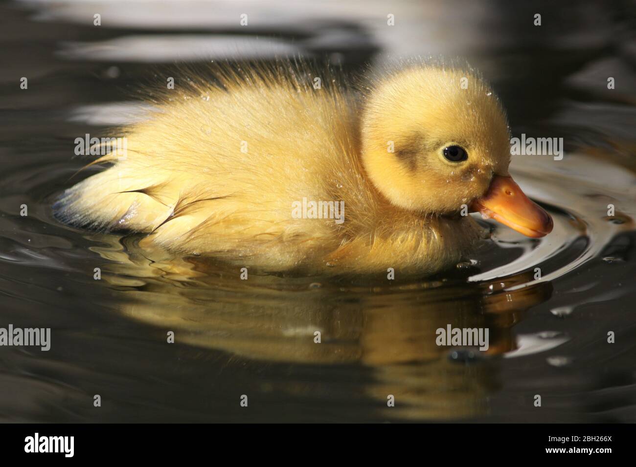 Süße Ente mit Babies als Deko im Frühling