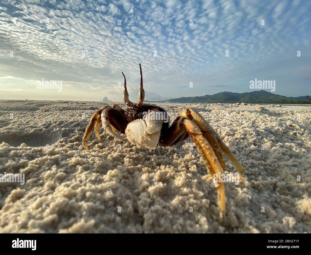 Lustige Krabbe am Strand, Ko Yao Yai, Thailand Stockfoto