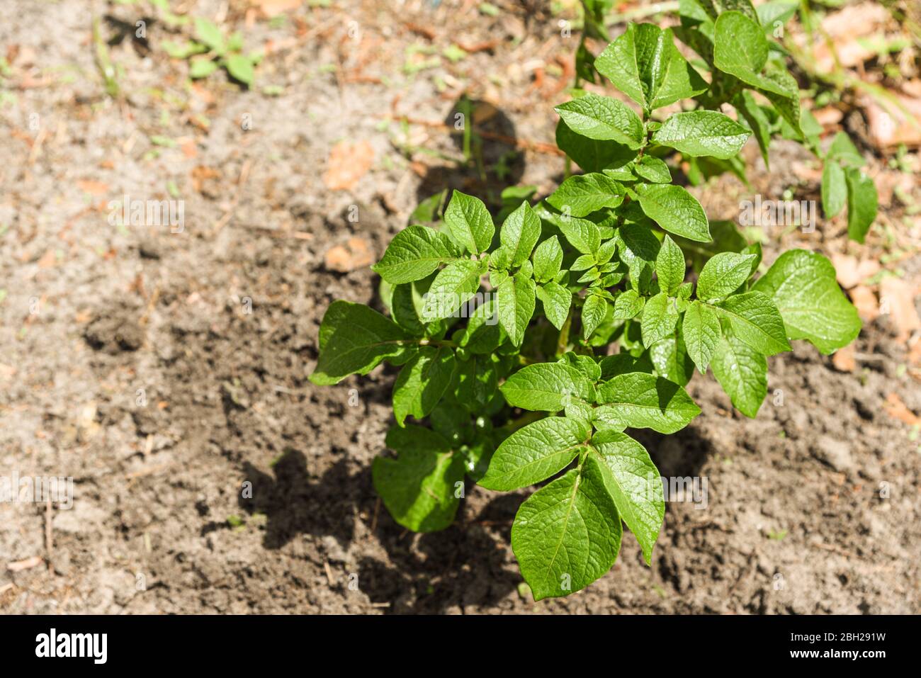 Rote Kartoffel Pflanze wächst in einem Garten im frühen Frühjahr Stockfoto