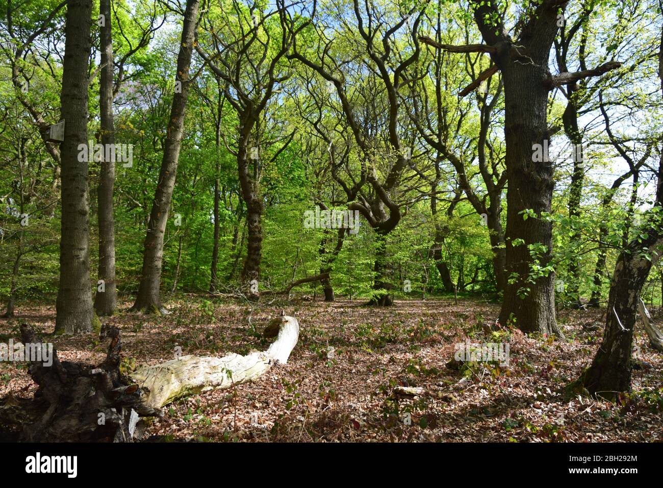 Sankey Valley Linear Park, SSSI Designated Area St Helens .Merseyside. Teil des Mersey Forest. Stockfoto