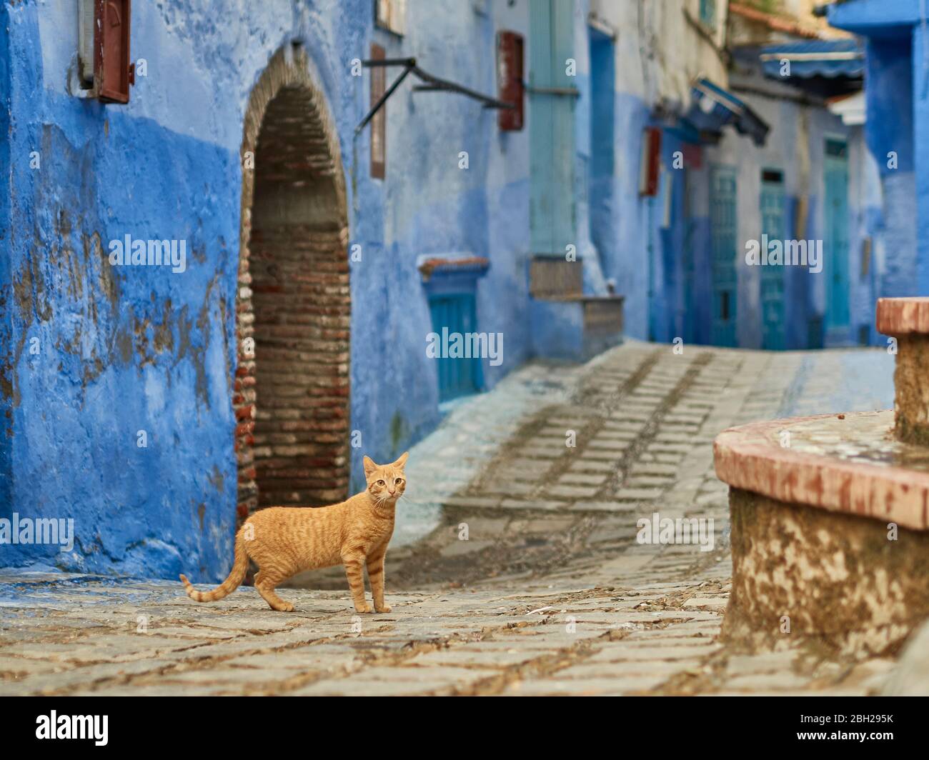 Marokko, Chefchaouen Provinz, Chefchaouen, Katze steht in der Mitte der Gasse zwischen alten blauen Häusern Stockfoto