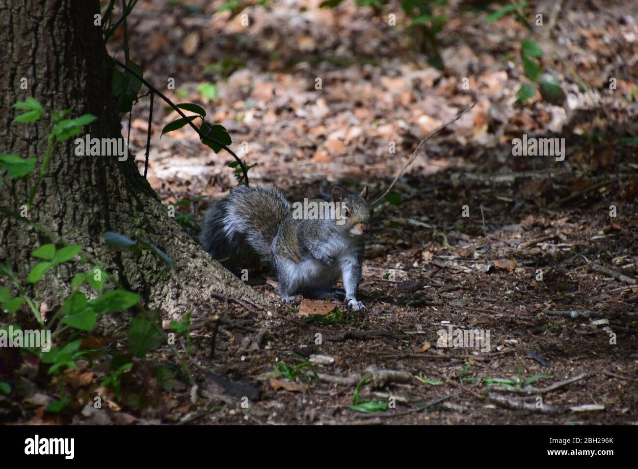 Graue Eichhörnchen (Sciurus Carolinensis) auf dem Waldboden in Sankey Valley Woods St Helens Merseyside. Stockfoto