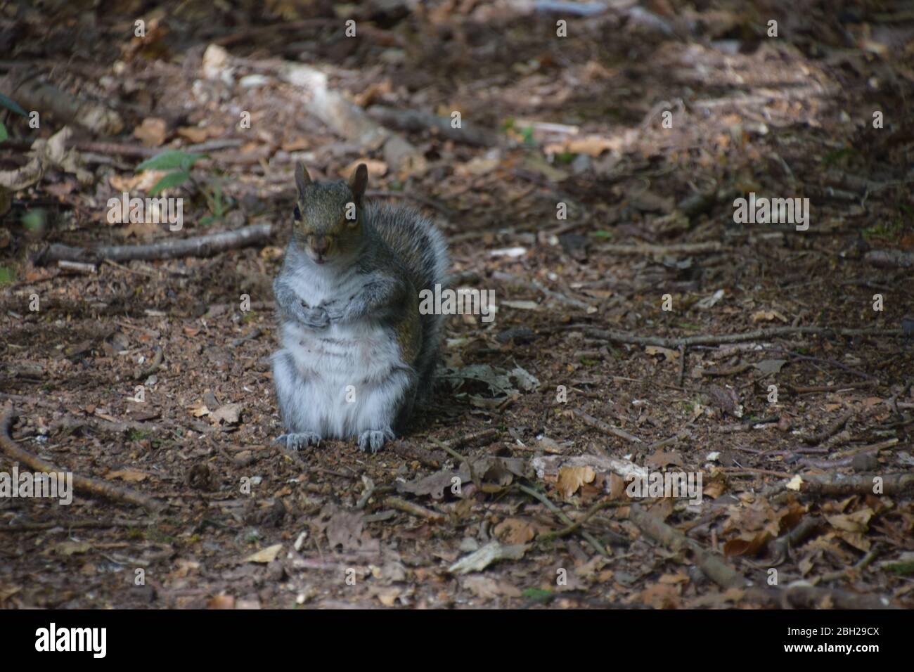 Graue Eichhörnchen (Sciurus Carolinensis) auf dem Waldboden in Sankey Valley Woods St Helens Merseyside. Stockfoto