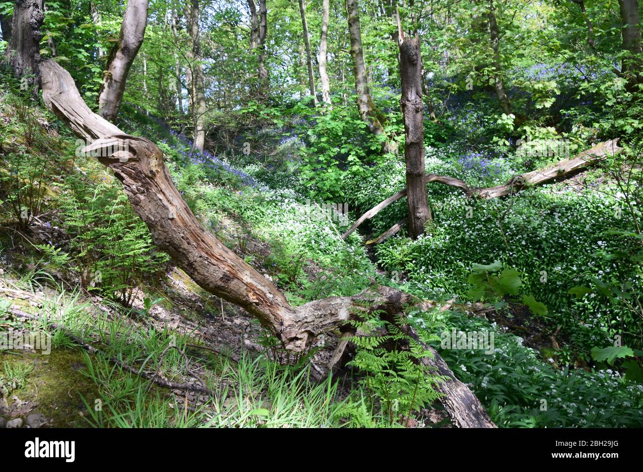 Sankey Valley Linear Park, SSSI Designated Area St Helens .Merseyside. Teil des Mersey Forest. Stockfoto