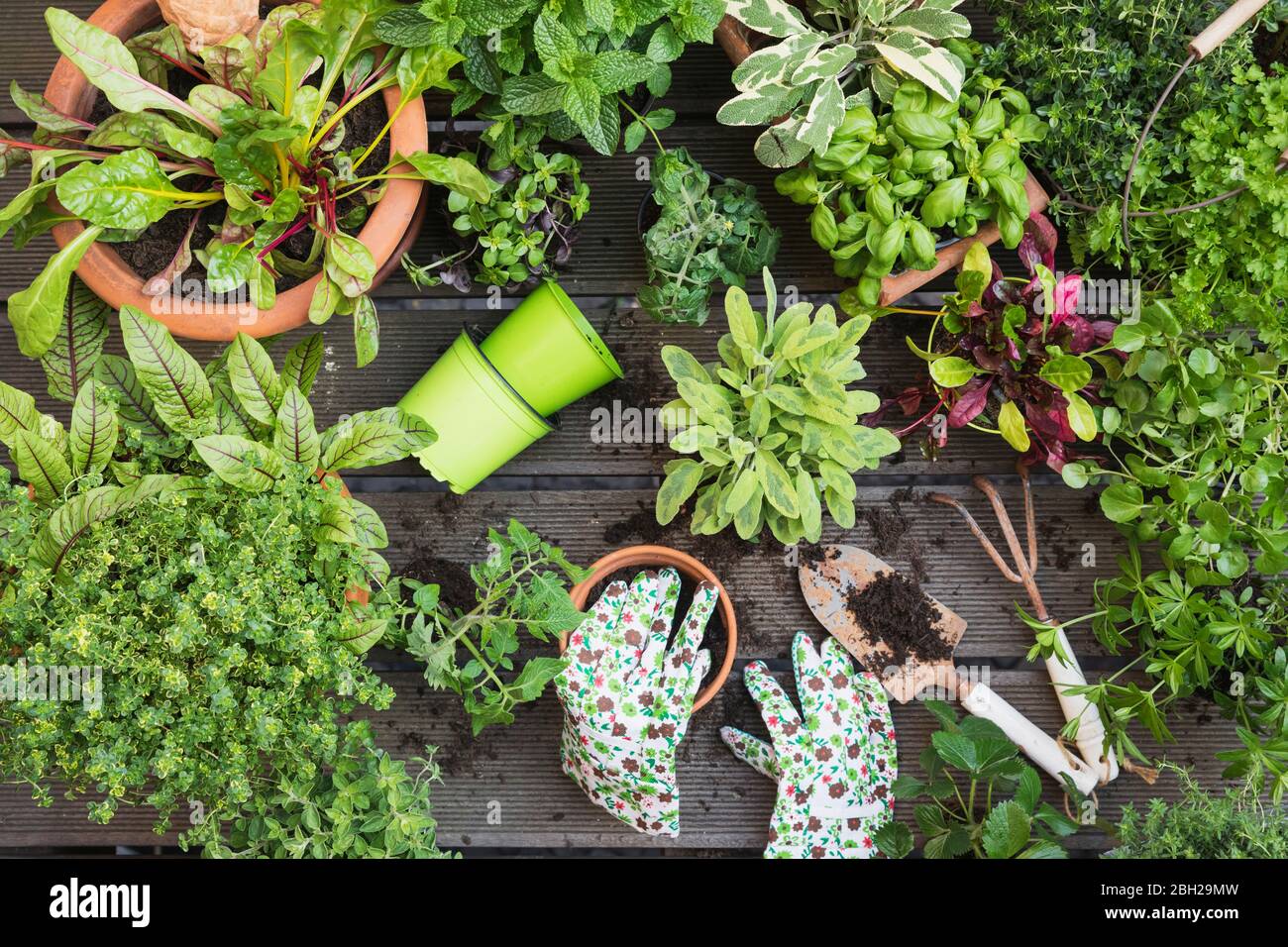 Pflanzen verschiedener kulinarischer Kräuter und Gemüse Stockfoto