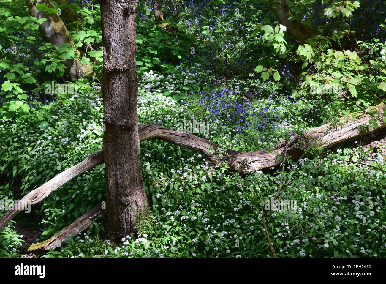 Sankey Valley Linear Park, SSSI Designated Area St Helens .Merseyside. Teil des Mersey Forest. Stockfoto