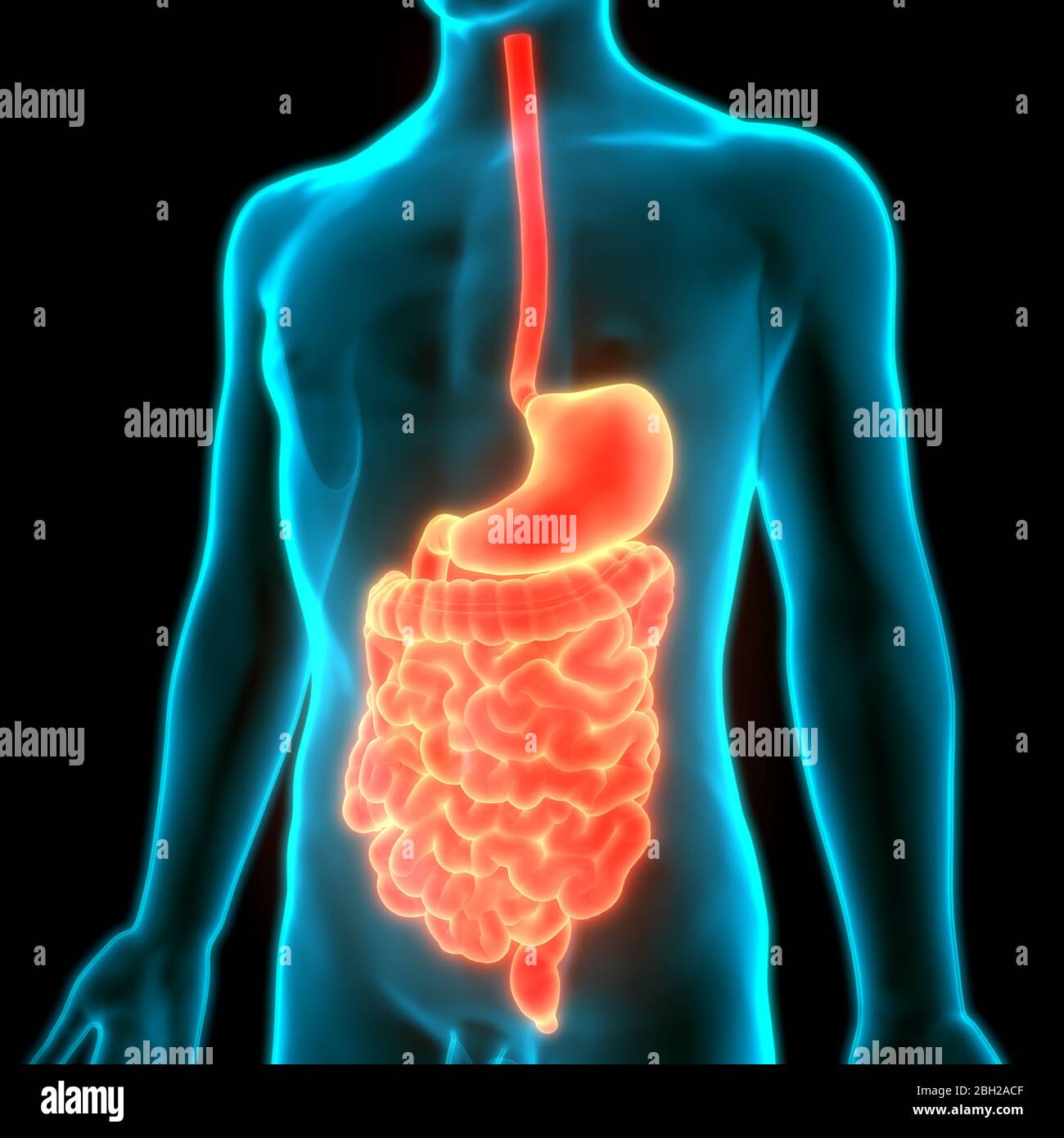 Anatomie der menschlichen Verdauungssystem Stockfoto
