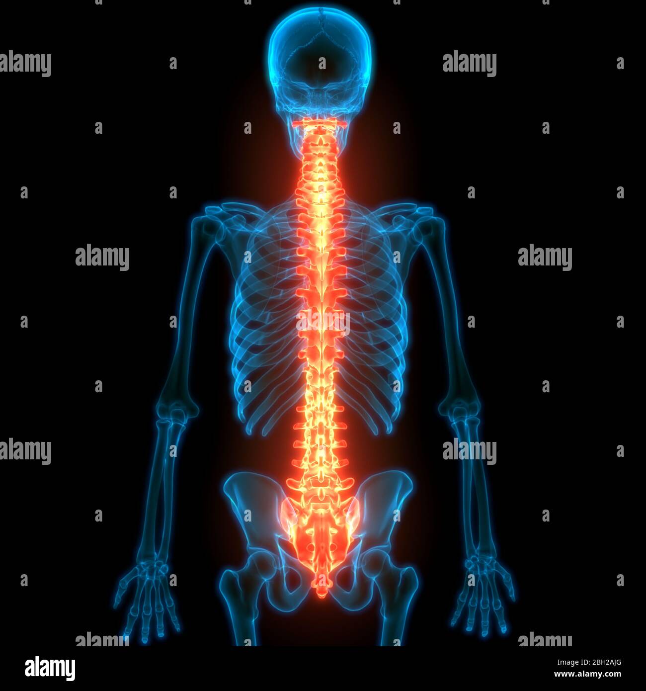 Die Wirbelsäule von menschlichen Skelett System Anatomie ...