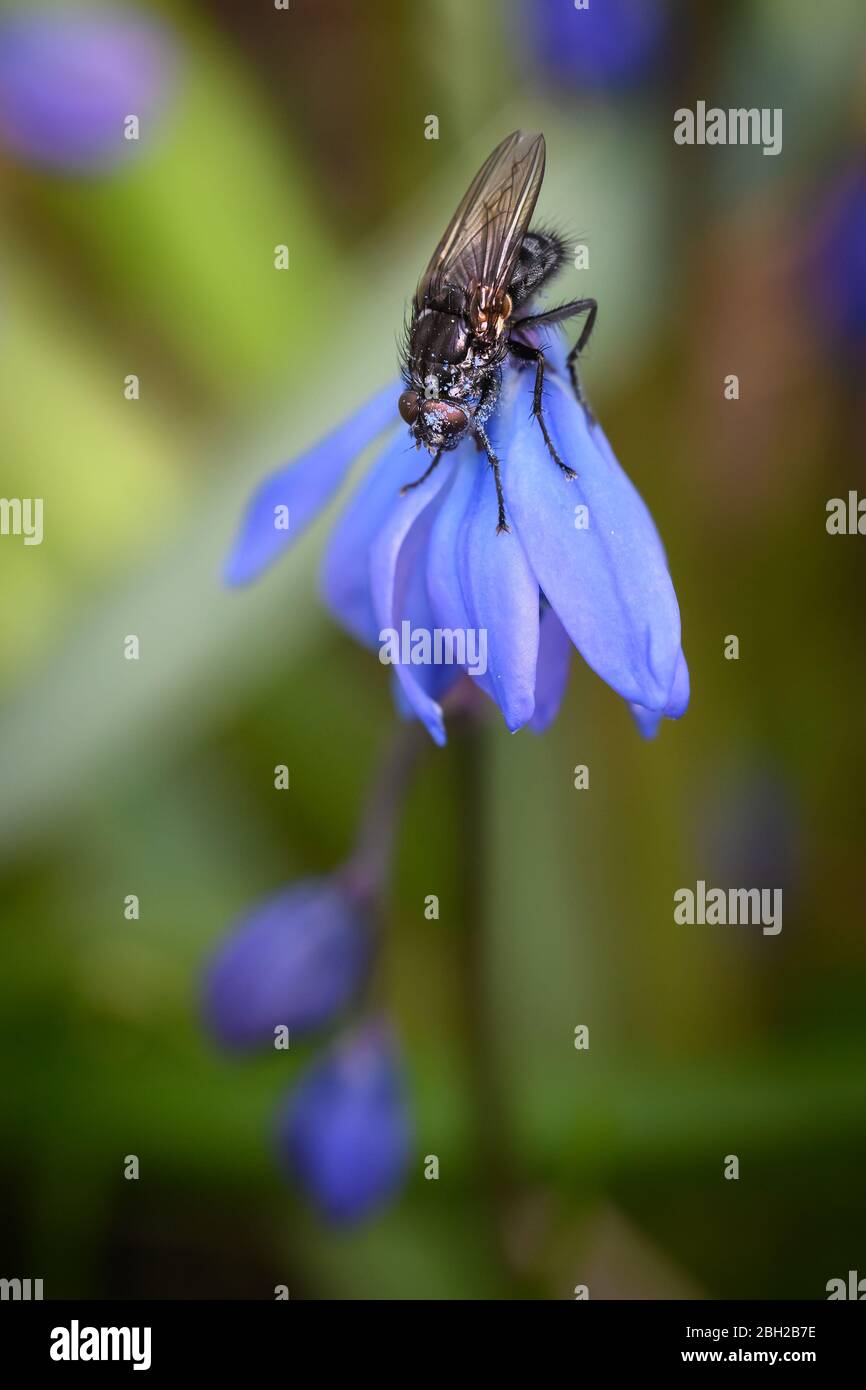 Eine Fliege sucht Pollen auf einigen sibirischen Squill Blumen in Glen Stewart Ravine im Strandviertel von Toronto, Ontario. Stockfoto