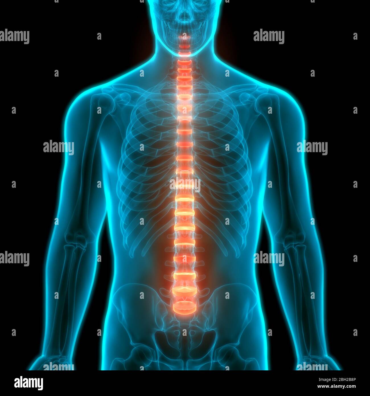 Die Wirbelsäule von menschlichen Skelett System Anatomie ...