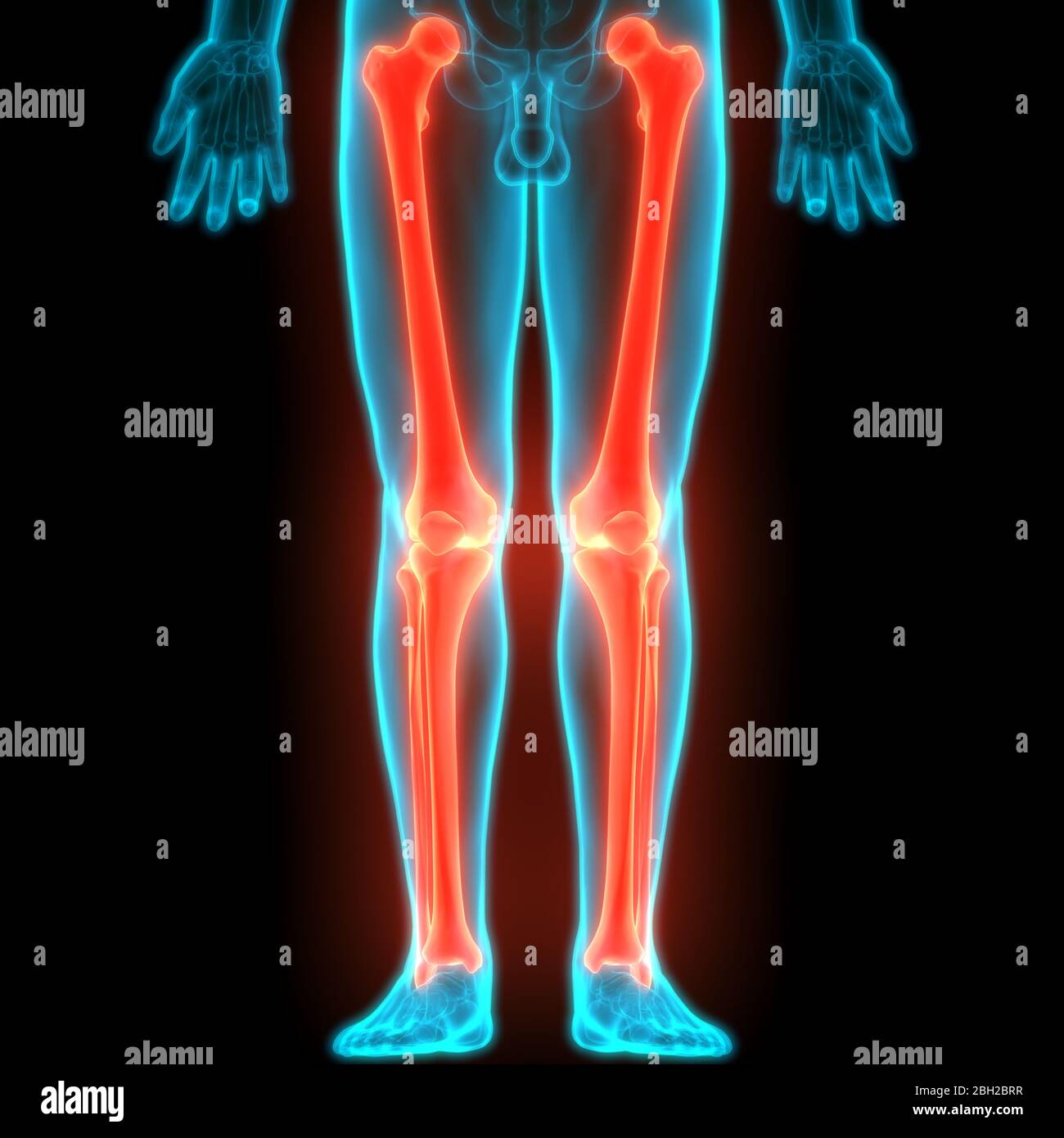 Menschliches Skelett System Knochen Gelenke Anatomie Stockfotografie ...