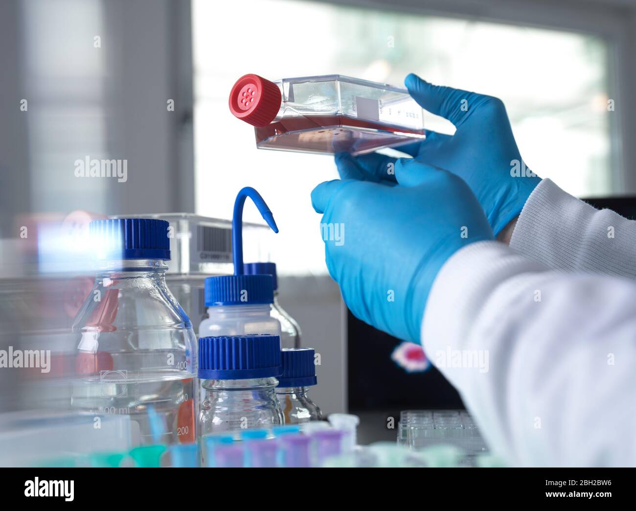 Pharmazeutische Forschung in Infektionskrankheiten und Pandemien, Wissenschaftler betrachten Zellen in einem Glas während einer klinischen Studie Stockfoto