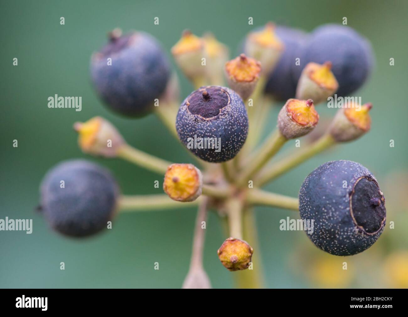 Eine Makroaufnahme von einigen reifenden Beeren auf einem gemeinsamen Ivy Bush. Stockfoto