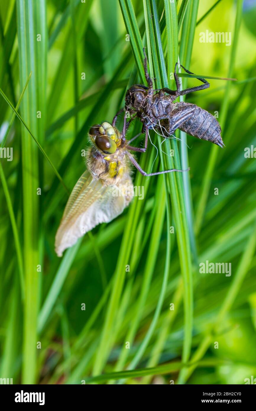 Deutschland, Libelle nach dem Verlassen Kokon Stockfoto