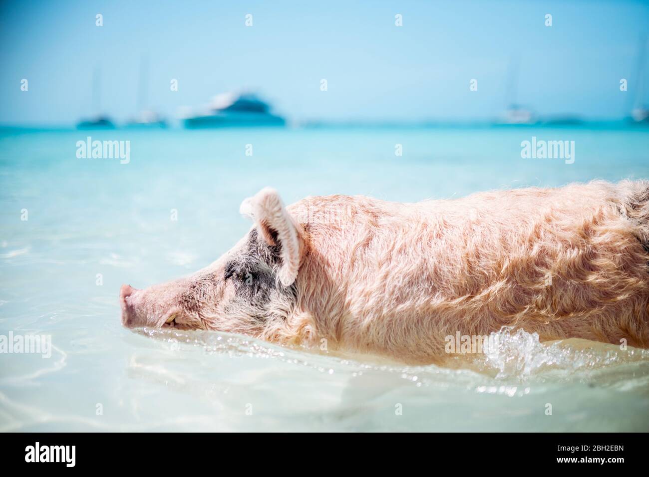 Schwein Schwimmen im Meer auf Pig Beach, Exuma, Bahamas, Karibik Stockfoto