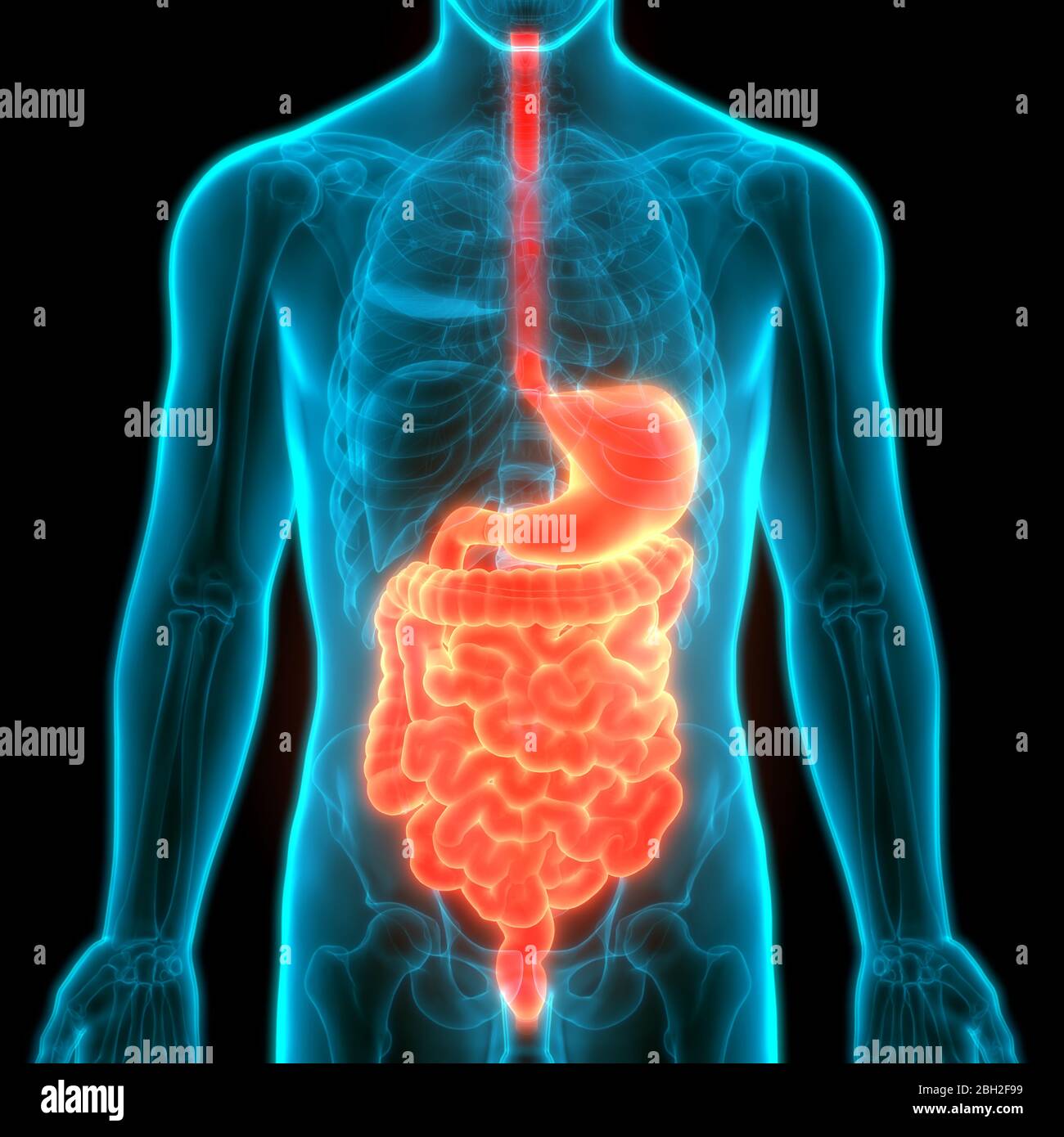 Anatomie der menschlichen Verdauungssystem Stockfoto