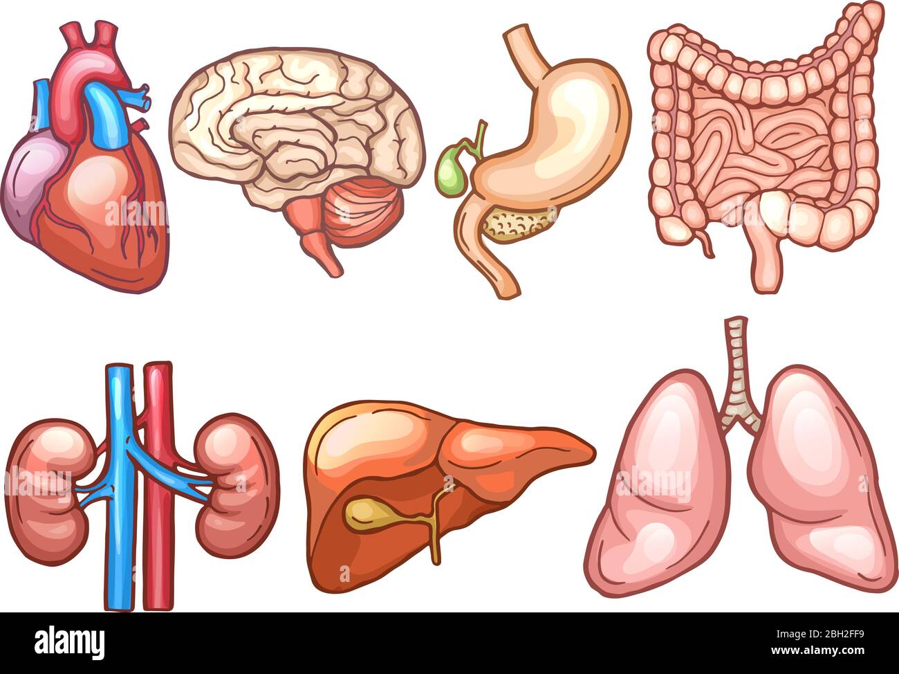 Menschliche Organe im Cartoon-Stil. Biologie Illustrationen Mensch, Organ  Magen und Herz, Leber und Gehirn Vektor Stock-Vektorgrafik - Alamy