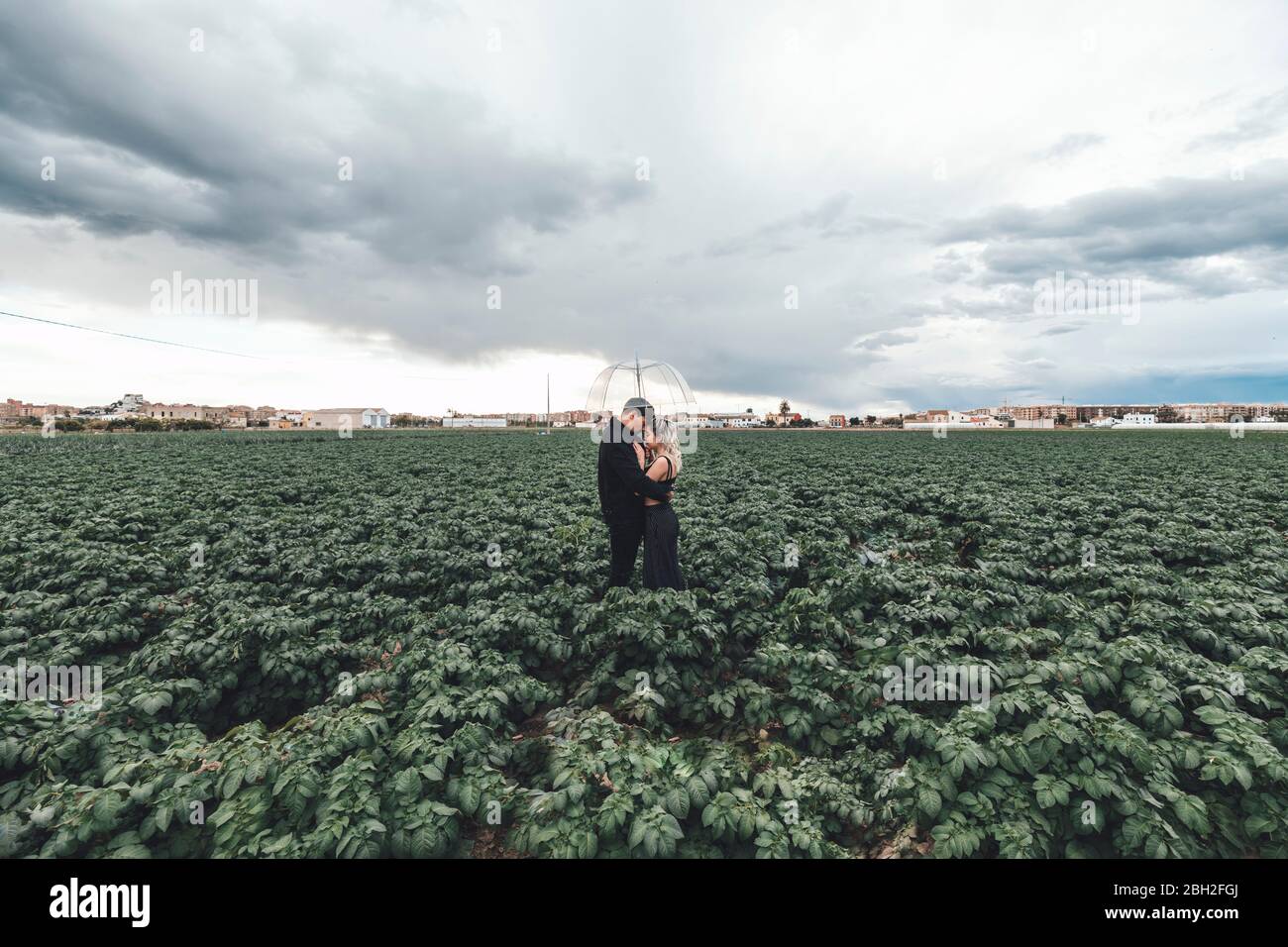 Junges Paar mit transparentem Schirm, das auf einem Feld steht, das sich umarmt, Alboraya, Spanien Stockfoto