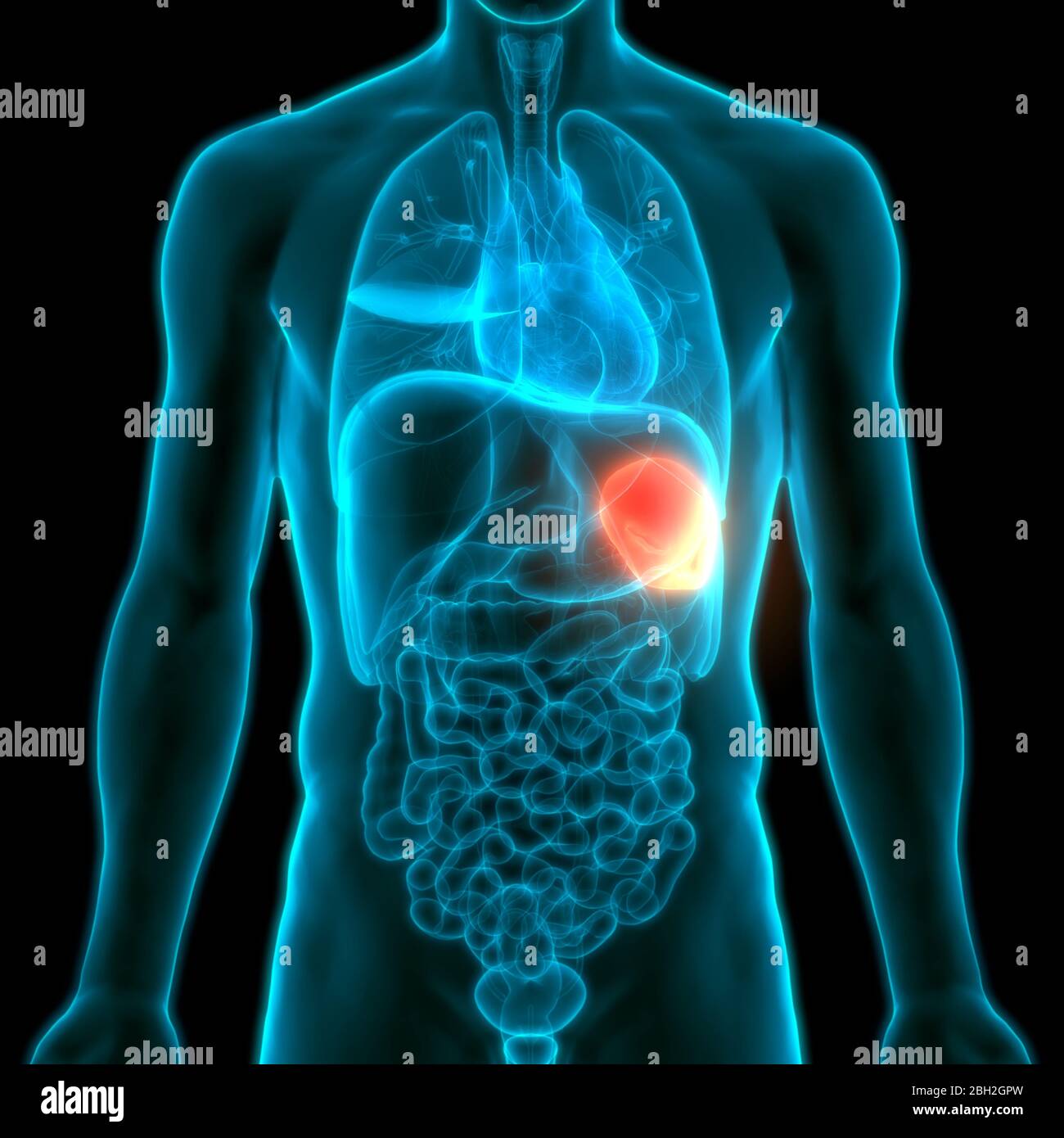 Anatomie Der Menschlichen Inneren Organe Der Milz Stockfotografie - Alamy
