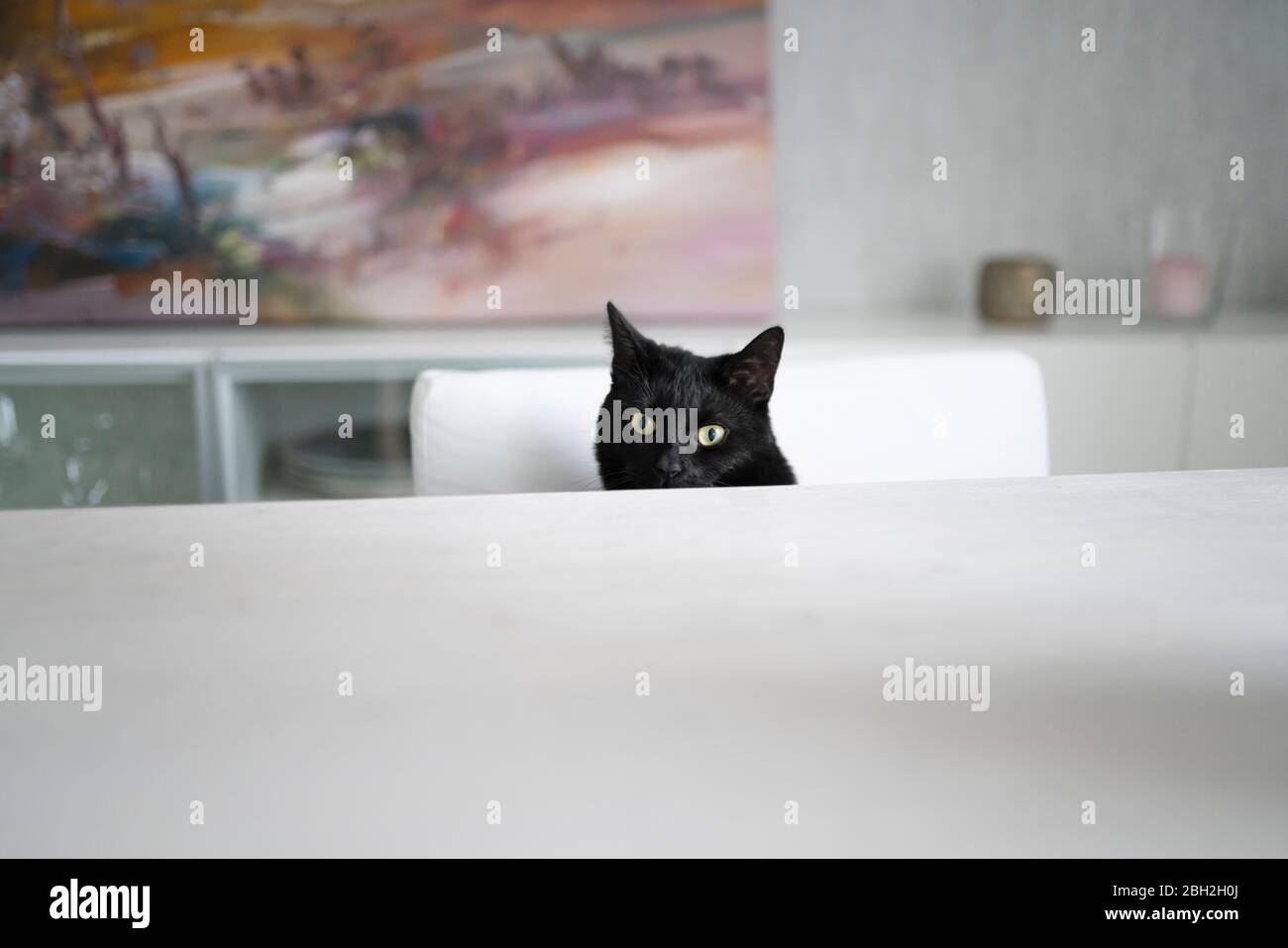 Portrait der schwarzen Katze auf einem Stuhl im Wohnzimmer sitzen Stockfoto