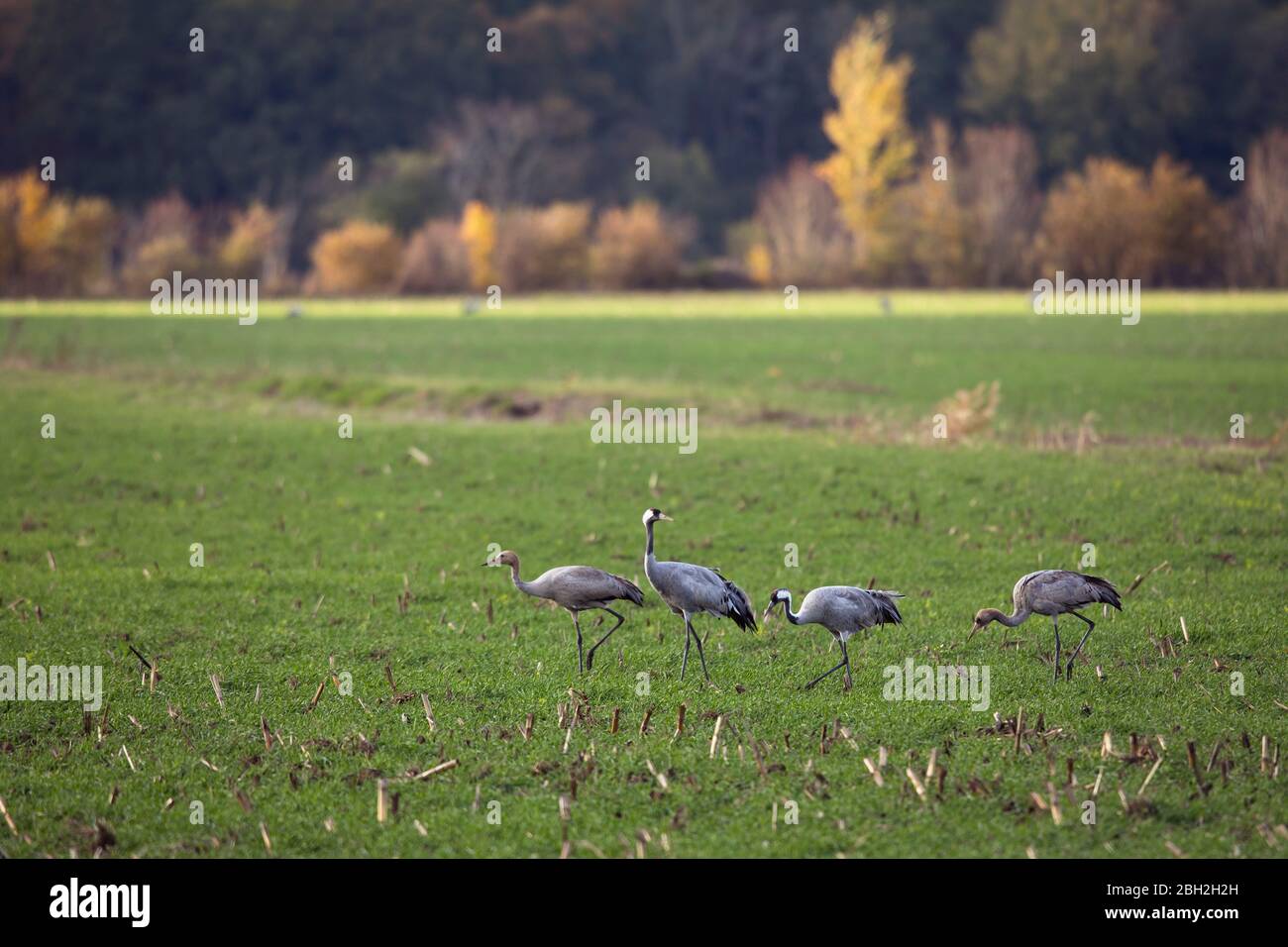 Deutschland, Kraniche (Grus grus) grasen auf dem Feld Stockfoto