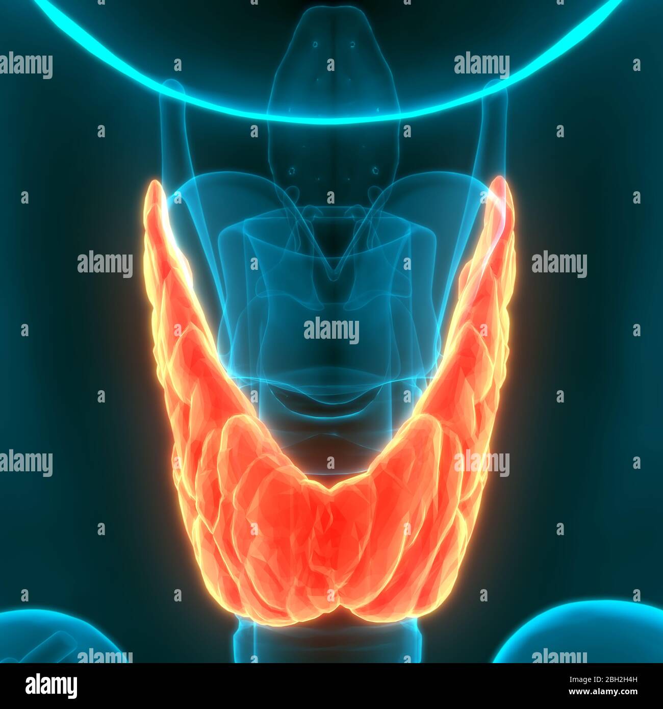 Menschliche Körper Drüsen der Schilddrüse Anatomie Stockfoto