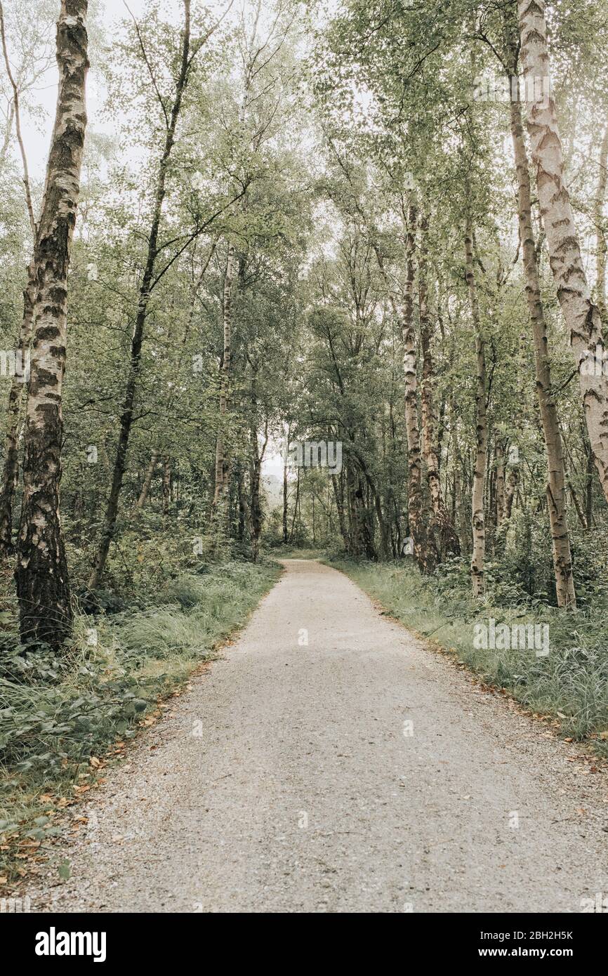 Niederlande, Schiermonnikoog, Pfad durch den Wald Stockfoto