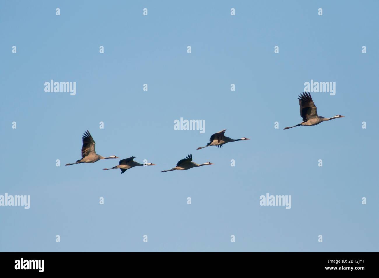 Deutschland, Schar von gewöhnlichen Kranichen (Grus grus) fliegen gegen klaren blauen Himmel Stockfoto