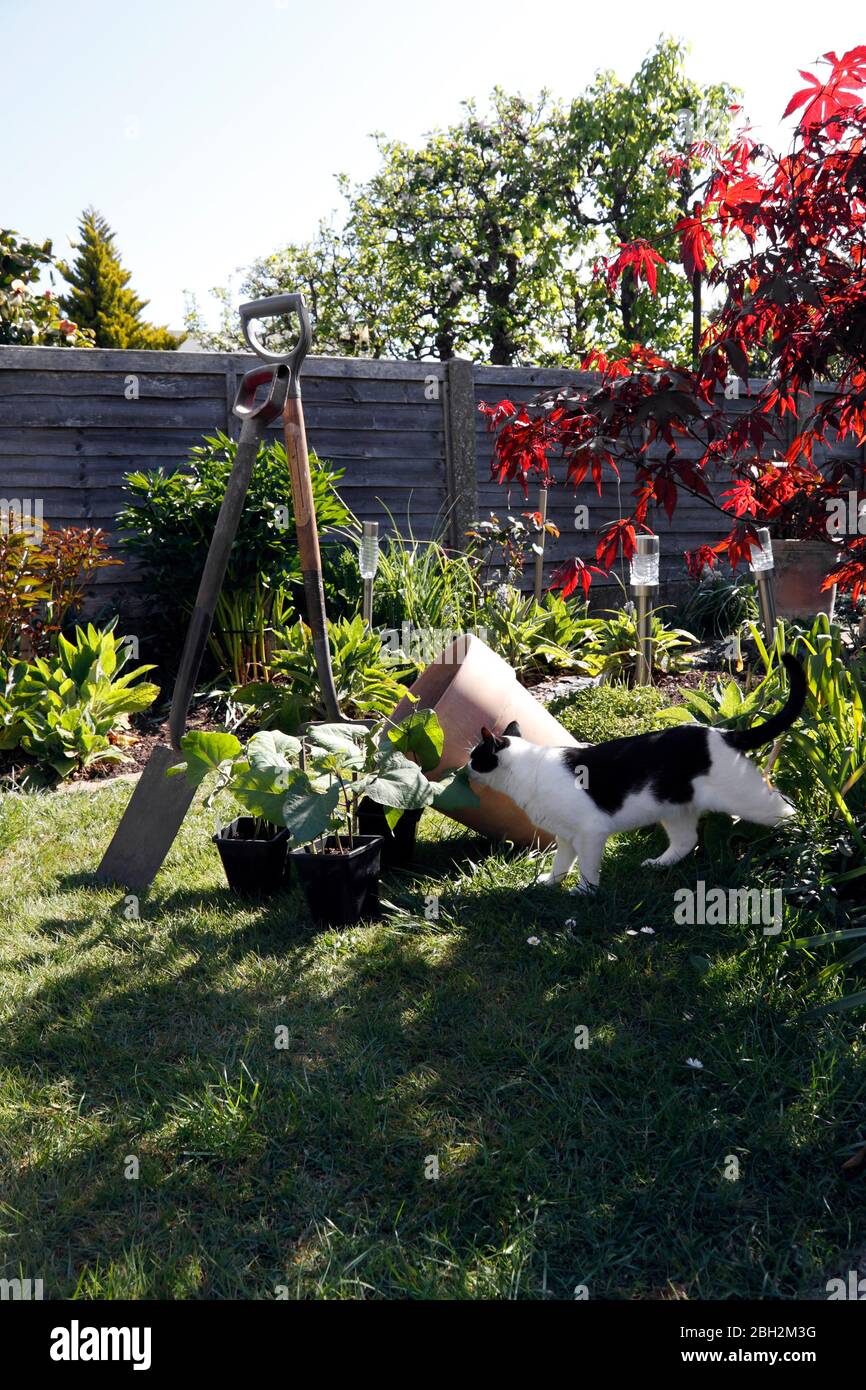 NEUGIERIGE HAUSKATZE IM GARTEN Stockfoto