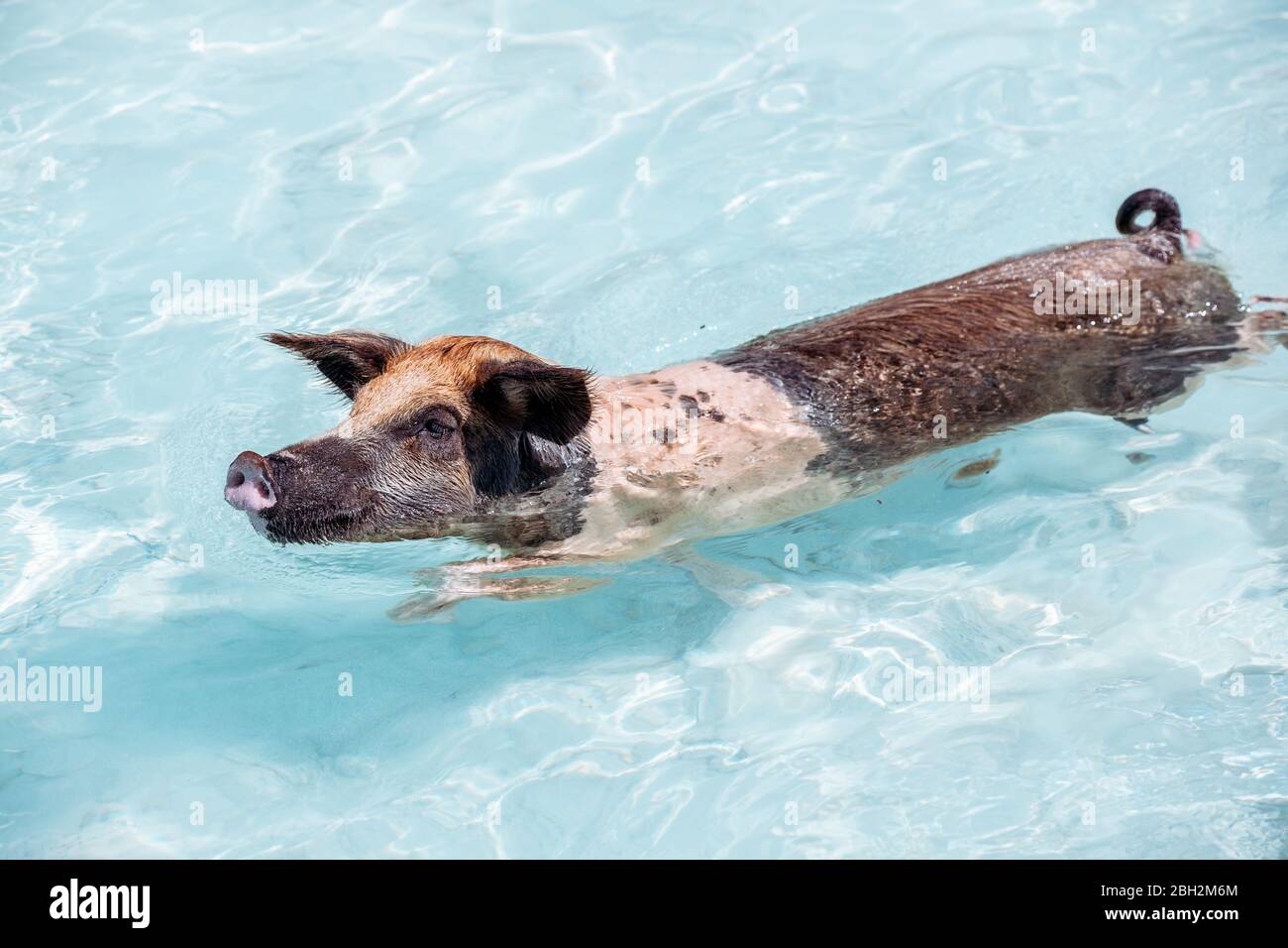 Schwein Schwimmen im Meer auf Pig Beach, Exuma, Bahamas, Karibik Stockfoto