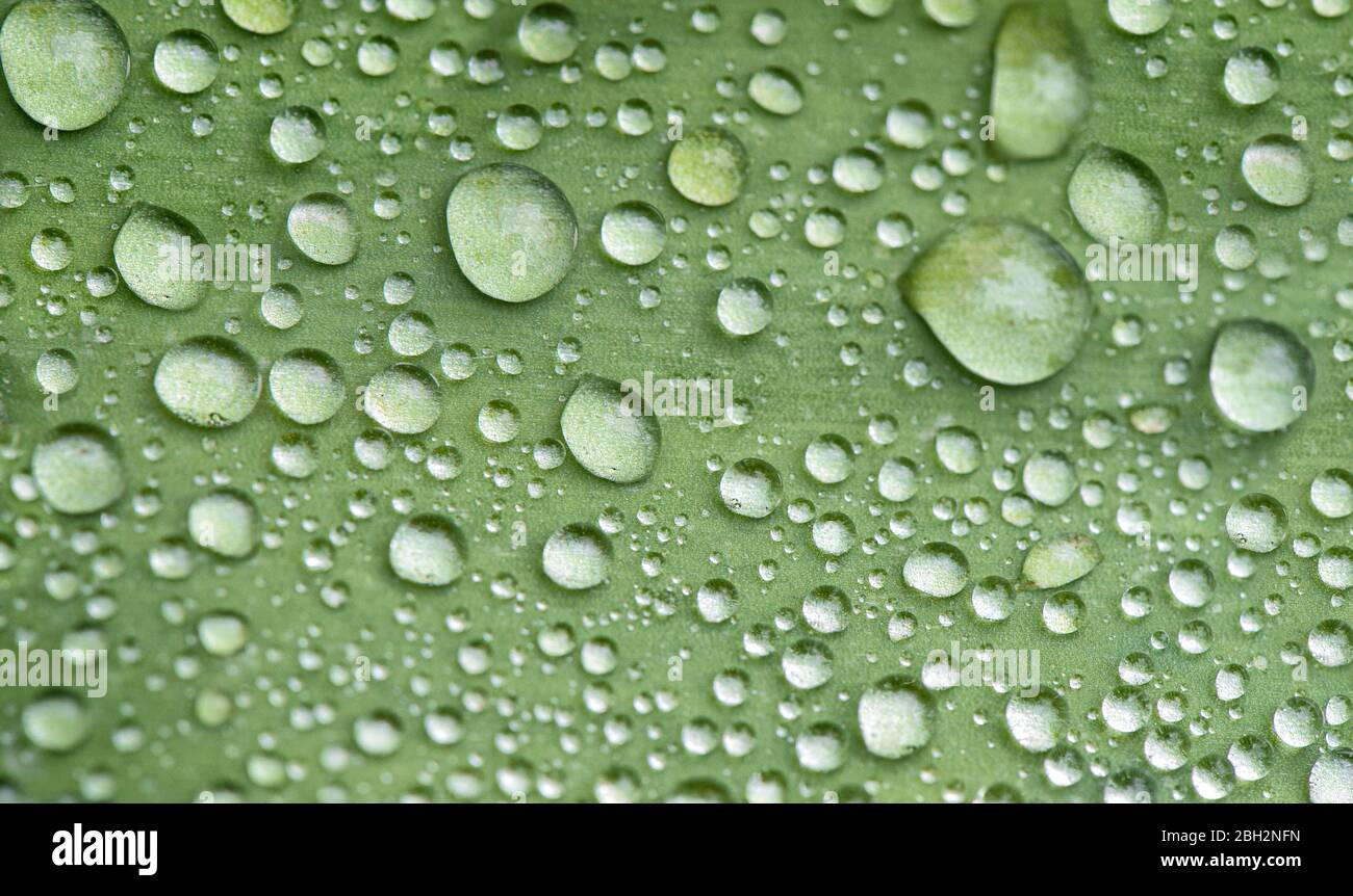 Grünes Blatt mit Wassertropfen. Natur Hintergrundstruktur. Selektiver Fokus Stockfoto