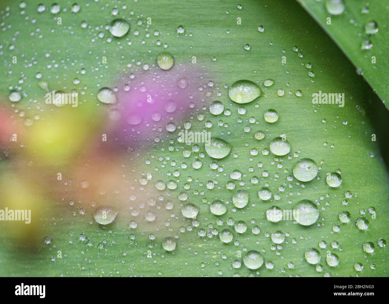 Grünes Blatt mit Wassertropfen. Natürliche Hintergrundtextur. Selektiven Fokus Stockfoto