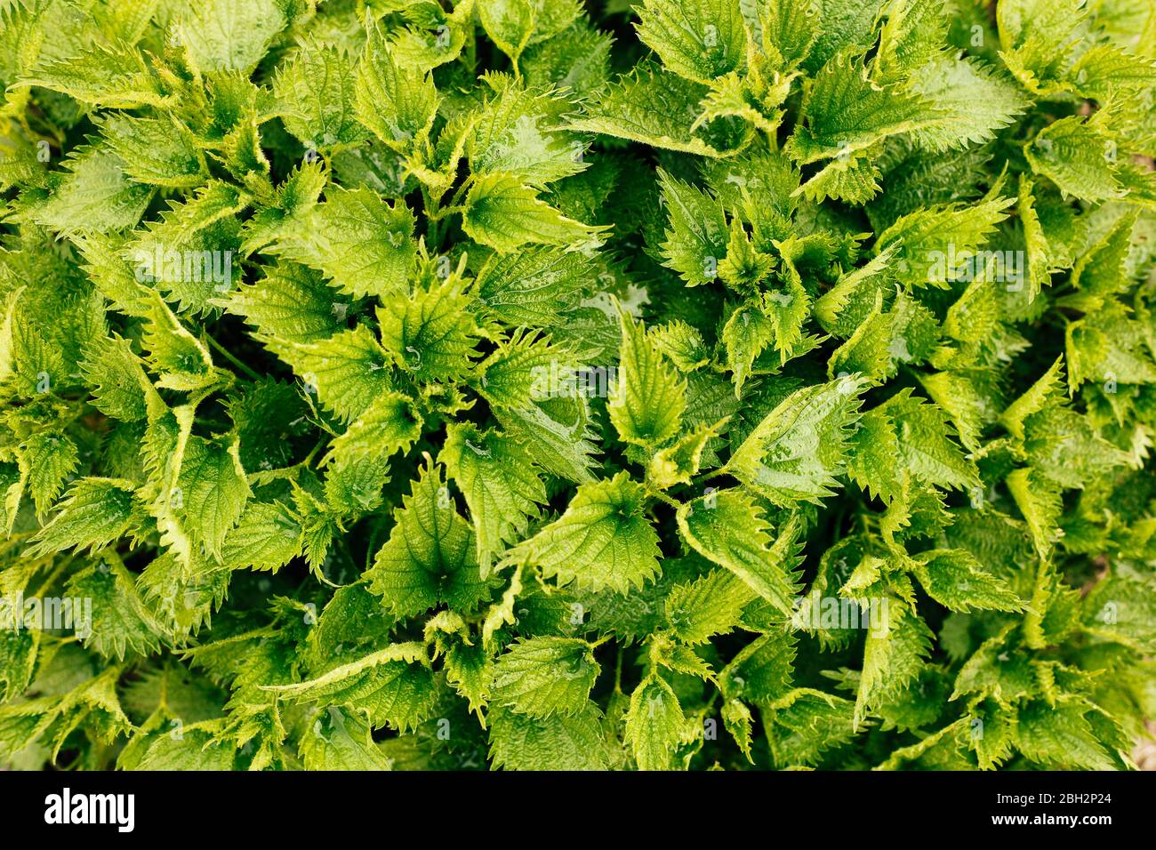 Makro Foto einer Pflanzenflssel. Brennnessel Hintergrund wächst im Boden. Alternative Medikamente Stockfoto