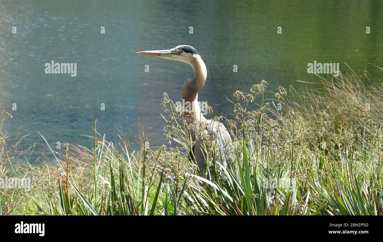 Nahaufnahme eines Krans oder eines anderen großen Wasservogels in einem künstlichen Teich im Büropark Bishop Ranch in San Ramon, Kalifornien, 2. Juli 2019. Wildtiere finden sich zunehmend in entwickelten städtischen und vorstädtischen Gebieten. () Stockfoto