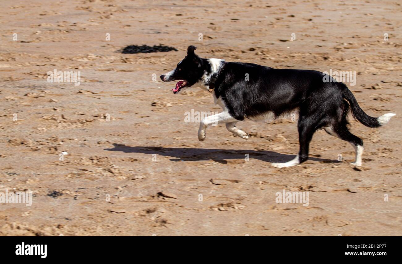 Dundee, Tayside, Schottland, Großbritannien. April 2020. UK Wetter: Warm sonnigen Nachmittag in Dundee obwohl Küstenbrise halten die Küste ein wenig kühler mit Höchsttemperatur 14 Grad Hundebesitzer trainieren ihre Hunde entlang Broughy Ferry Strand während der Coronavirus Sperrbeschränkungen in ganz Großbritannien. Quelle: Dundee Photographics/Alamy Live News Stockfoto