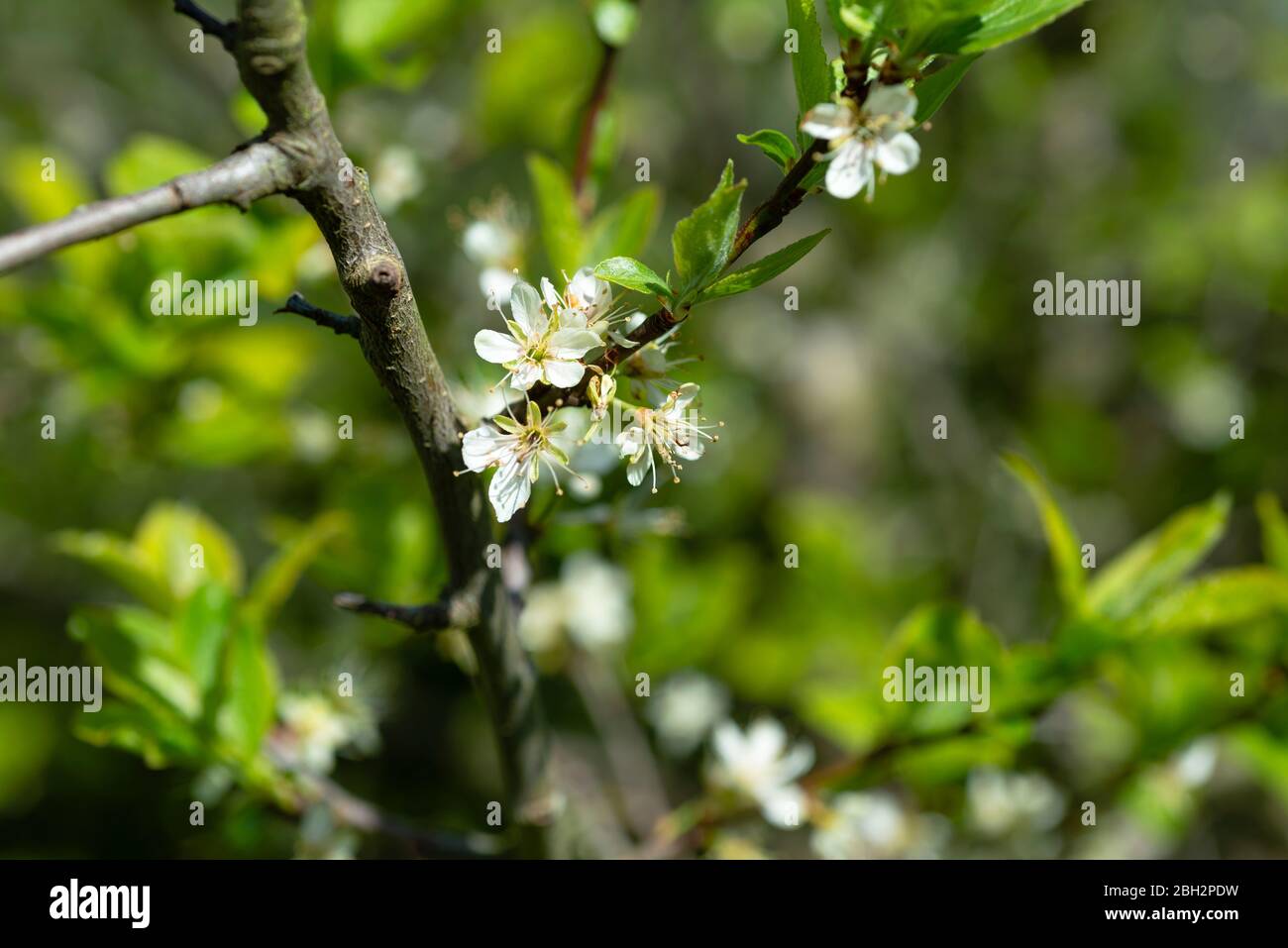 Blühende Pflaumenbaum ( Prunus domestica). South Yorkshire, England, Großbritannien. Stockfoto