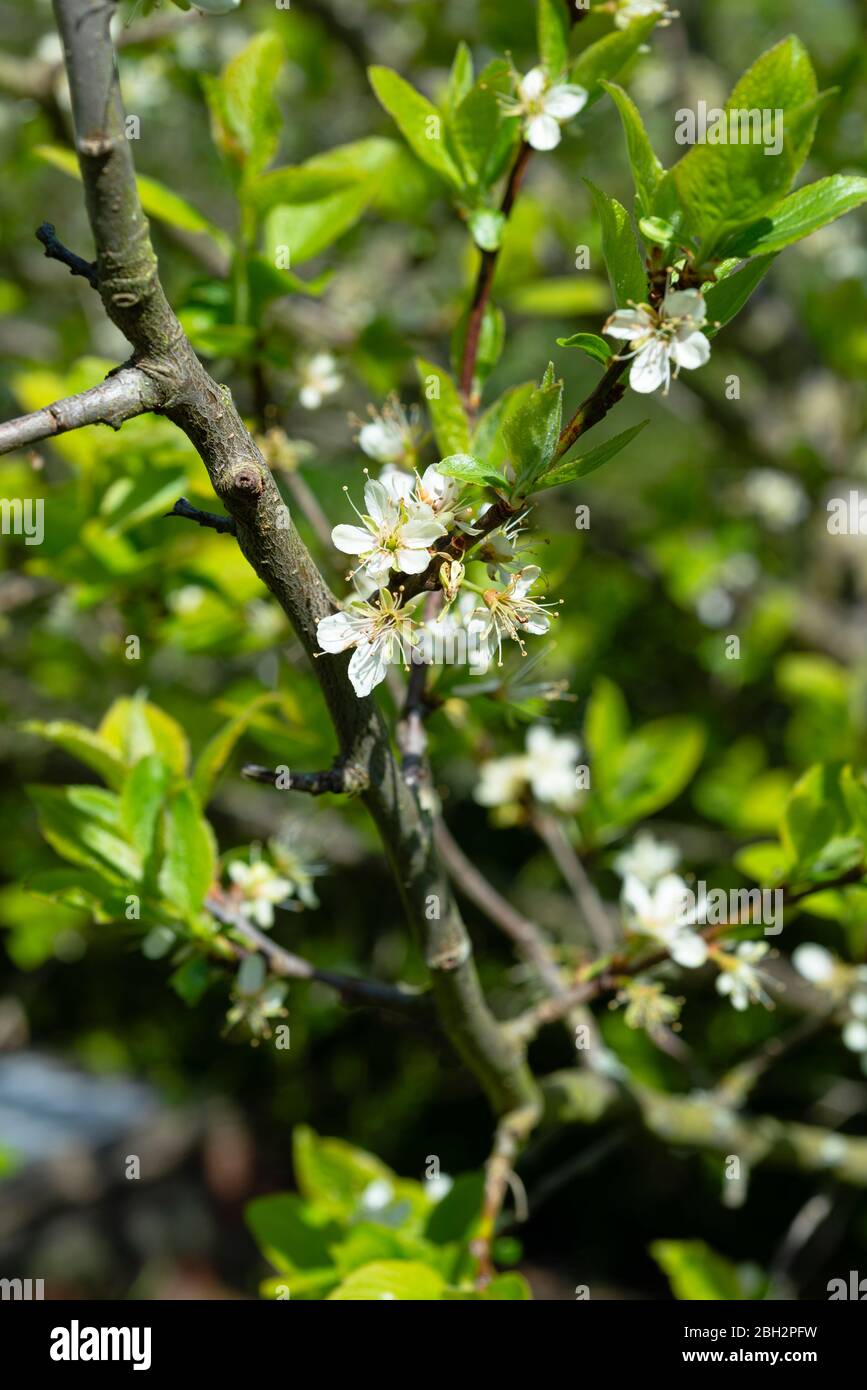 Blühende Pflaumenbaum ( Prunus domestica). South Yorkshire, England, Großbritannien. Stockfoto