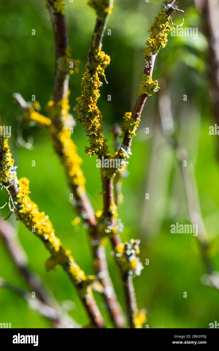 Gewöhnliche orangenfarbene Flechten (Xanthoria parietina), die auf einem schwarzen Johannisbeerbusch wachsen. South Yorkshire, England, Großbritannien. Stockfoto
