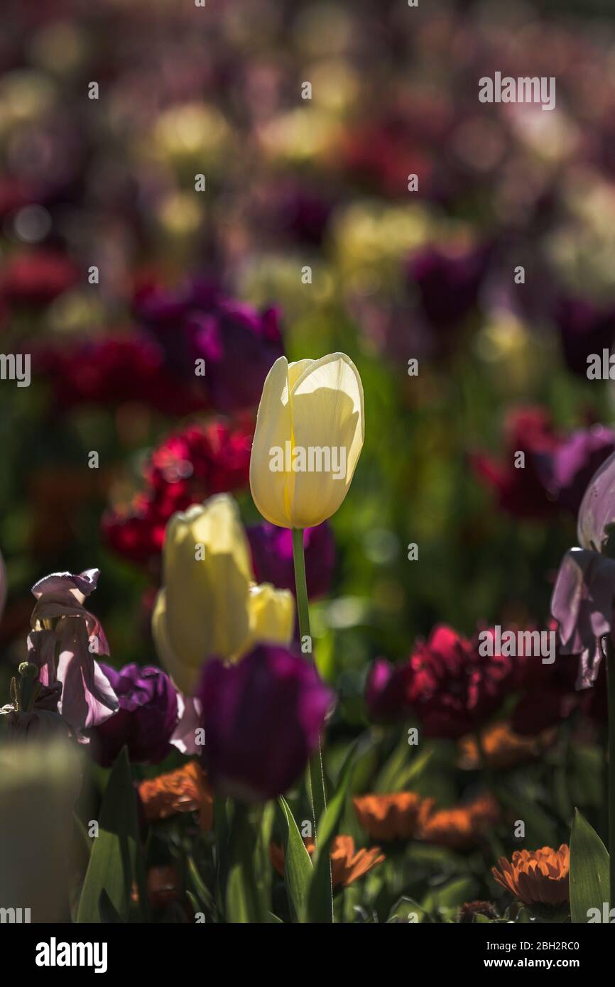 Eine weiße Tulpe Tulipa wächst in einem Blumenbeet. Stockfoto