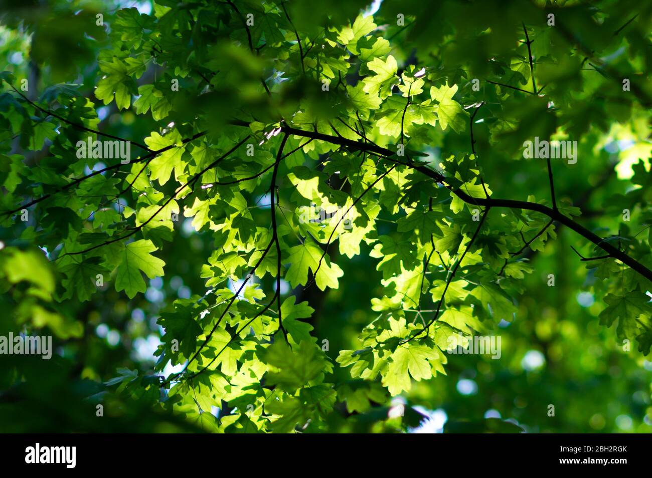Grüne Blätter, die durch Sonnenlicht beleuchtet sind und frisches Frühlingswachstum zeigen. Stockfoto