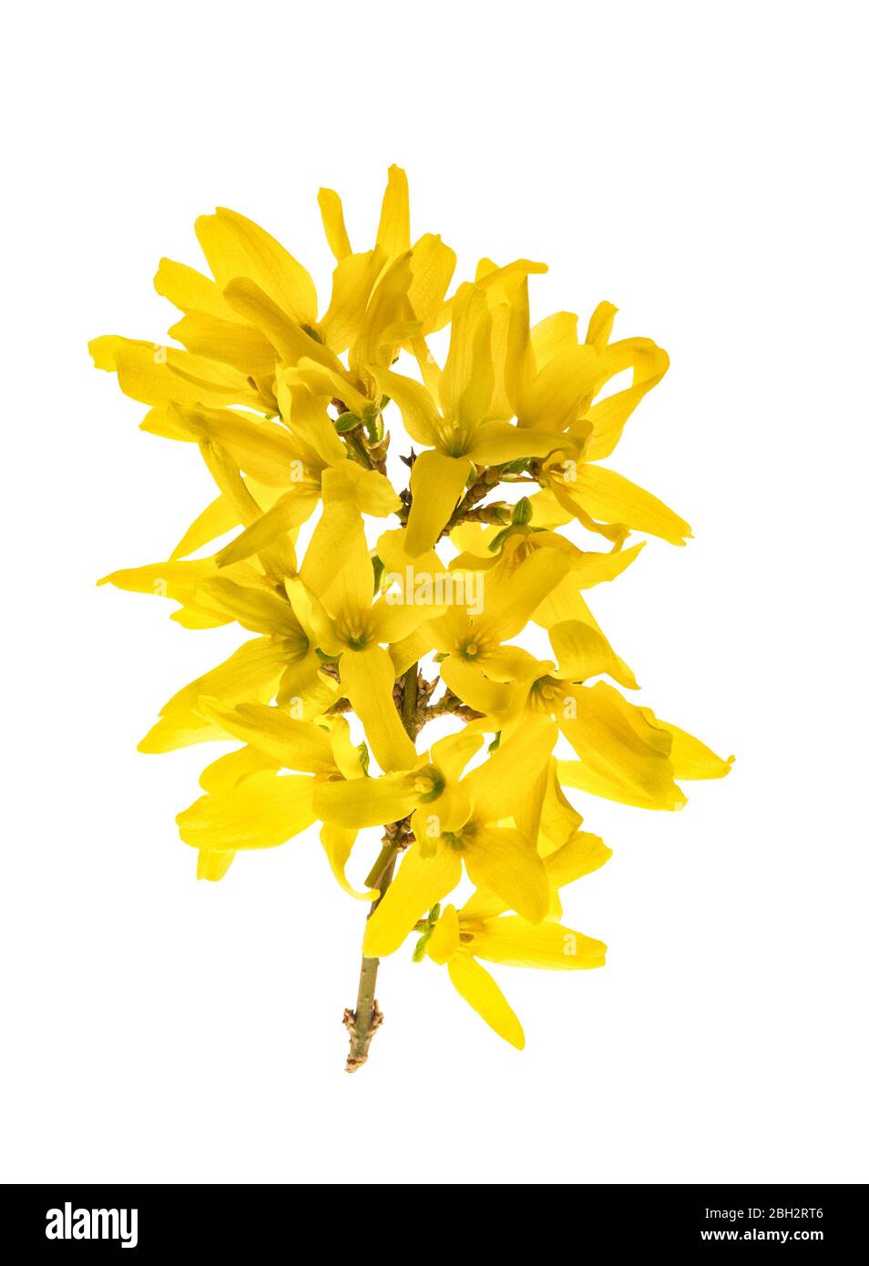 Frühling blühende Forsythia Blume. Gelbe Blüten isoliert auf weißem Hintergrund Stockfoto