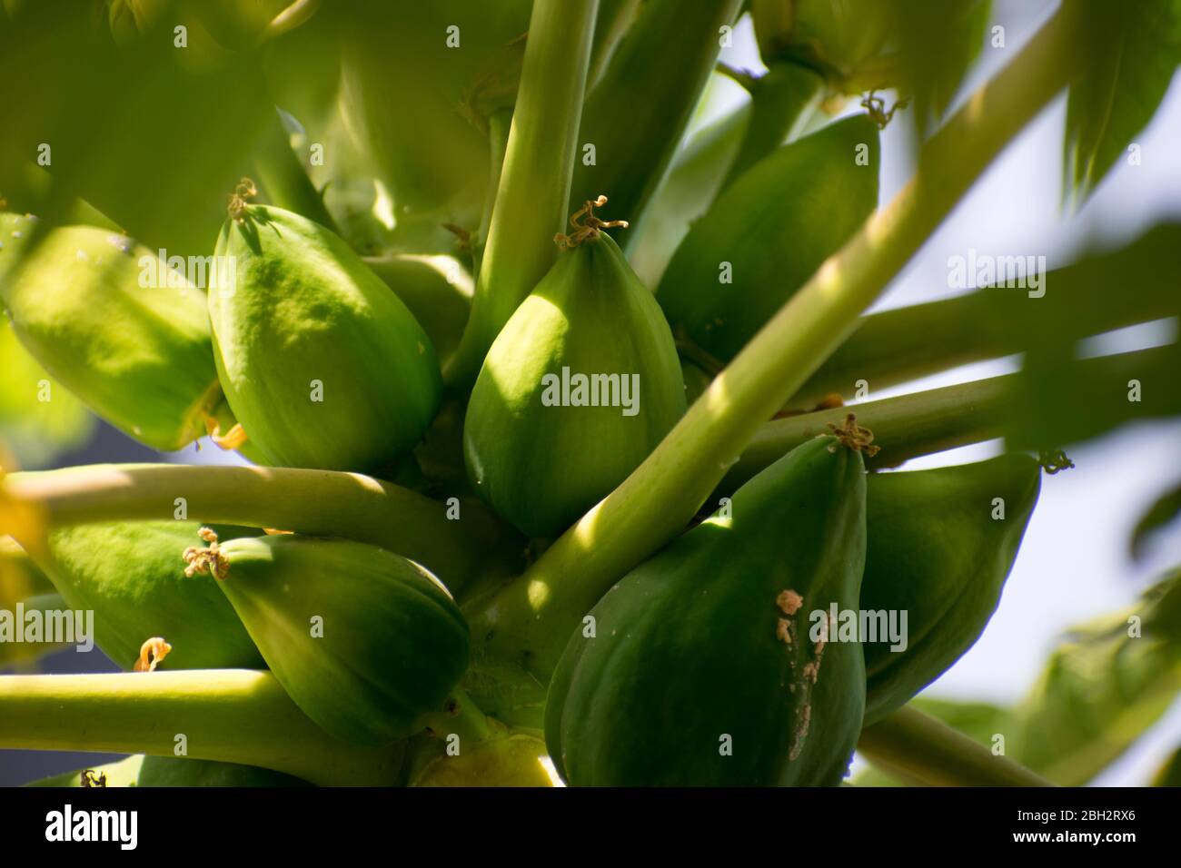 Papaya Baum mit Blume und Früchten Stockfoto