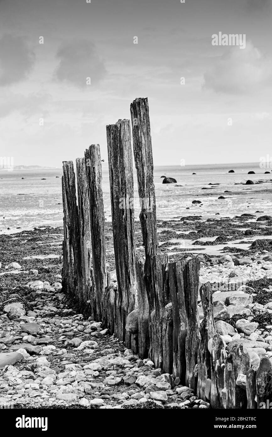 Verwitterte Groynes in Gwynedd North Wales an der Aber-Küste mit der Menai-Straße im Hintergrund Stockfoto